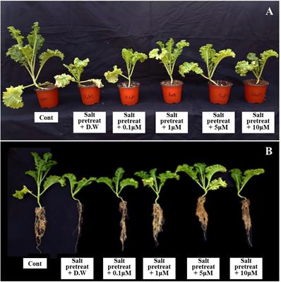 Melatonin Enhances the Tolerance and Recovery Mechanisms in Brassica juncea (L.) Czern. Under Saline Conditions